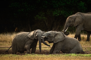 слоны нежатся на поле 