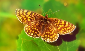 золотистая пестрая бабочка сидит на зеленом листе 