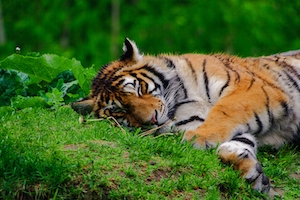 тигр спит на траве 