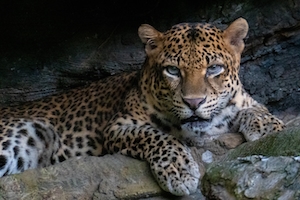 леопард с большими глазами смотрит в кадр 