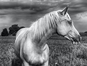 черно-белая фотография лошади в поле, крупный план 