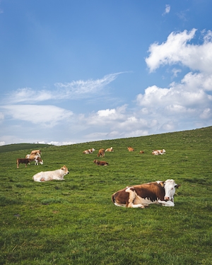 коровы лежат на склоне холма 
