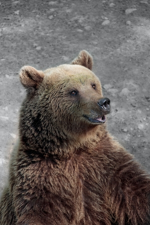 Медведь улыбается в парке дикой природы, крупный план 