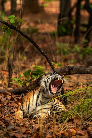 тигр рычит в лесу 
