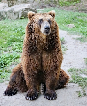 мокрый бурый медведь сидит и смотрит в сторону 