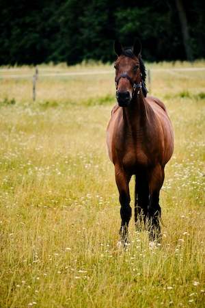 коричневый конь в поле 