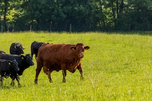 коровы на поле 