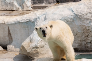 белый медведь в окружении каменных стен, смотрит в кадр 