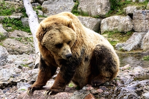 бурый медведь на каменном склоне 