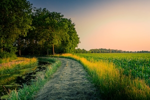 поле во время заката, панорама, дорога сквозь поле в лес 