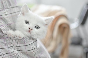 Белый котенок в кармашке 