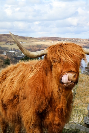 коричневая корова с рогами облизывается на фоне пейзажа