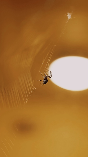 маленький черный паук сидит на паутине 