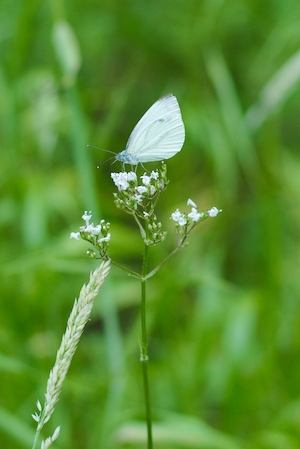 белая бабочка на белом маленьком цветке 
