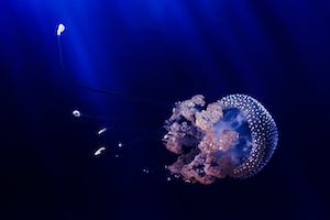 Подводные красивые медузы, цветные медузы с щупальцами в океане, крупный план 