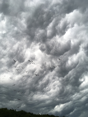 птицы в сером облачном небе 
