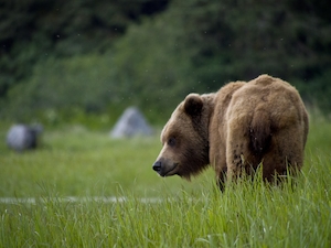 Сварливый бурый медведь на поляне 