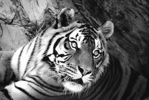 черно-белый снимок тигра, портрет тигра, крупный план 