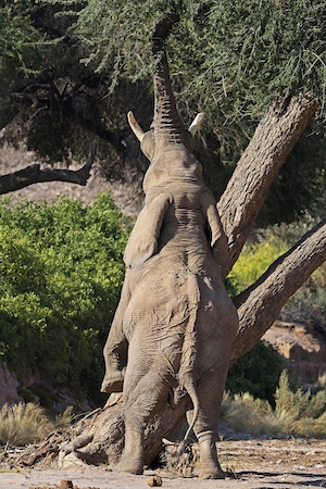 слон стоит на задних ногах и тянется хоботом к дереву