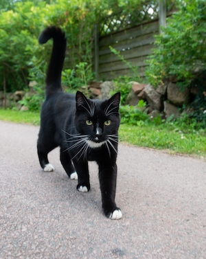 Черный кот идет по улице 