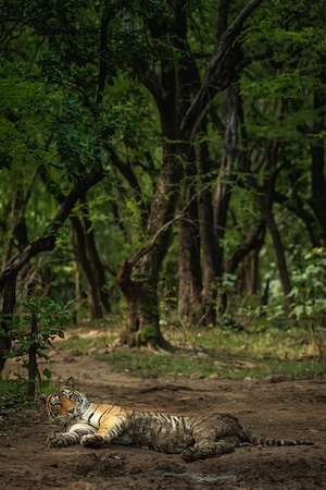 тигр лежит в лесу 