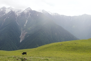 одинокая черная корова на зеленом поле на фоне гор 