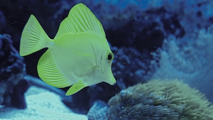 ярко-желтая рыбка, вид сбоку, крупный план