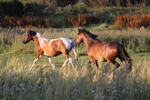 две лошади на прогулке в поле 
