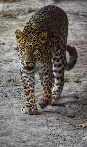 голубоглазый леопард, крупный план 