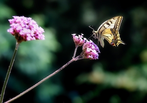 бабочка в полете у розового цветка 