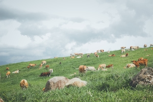 Животные, быки и коровы лежат на поле 