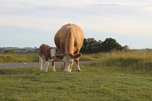 Мать и дитя, коровы на лугу 