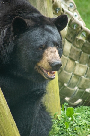 Черный медведь в зоопарке, крупный план 