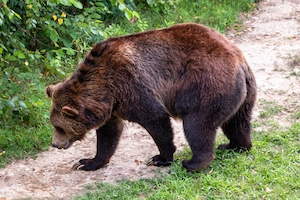 Медведь гризли