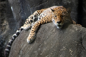 Ягуар, сидящий на камне в своей клетке в зоопарке Мемфиса.