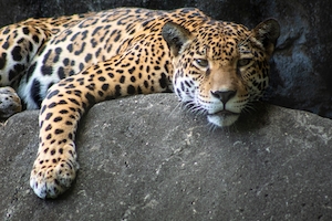 Ягуар отдыхает на скале высоко в своей клетке в зоопарке Мемфиса.