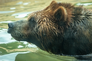 Медведь гризли собирается поплавать в зоопарке Мемфиса.
