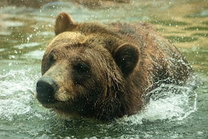Медведь гризли, отряхивающийся от воды во время купания.