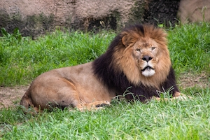 Африканский лев отдыхает в своем вольере в зоопарке Мемфиса.