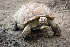 Гигантская галапагосская черепаха, гуляющая в зоопарке Мемфиса.