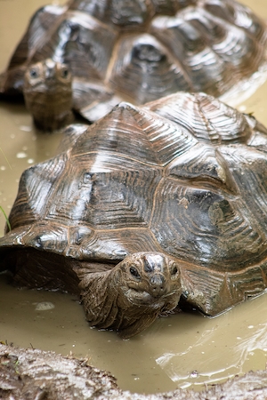 Две черепахи плавают в грязевом бассейне в зоопарке Мемфиса.