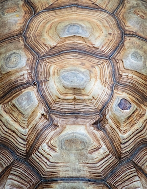 Панцирь гигантской галапагосской черепахи.
