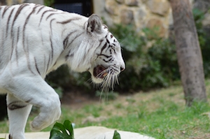 белый тигр рычит, фото в профиль 