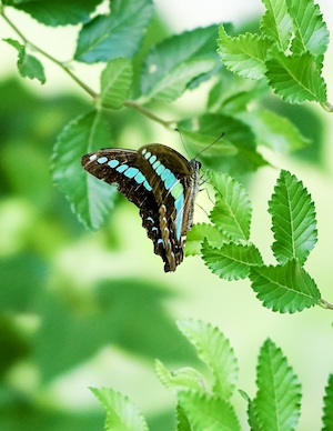 черная бабочка с голубыми полосками сидит на листьях дерева 