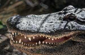 Американский аллигатор. Аллигатор демонстрирует свои впечатляющие зубы и пасть.