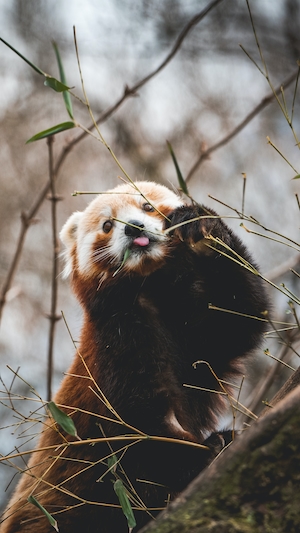 красная панда ест листья дерева 