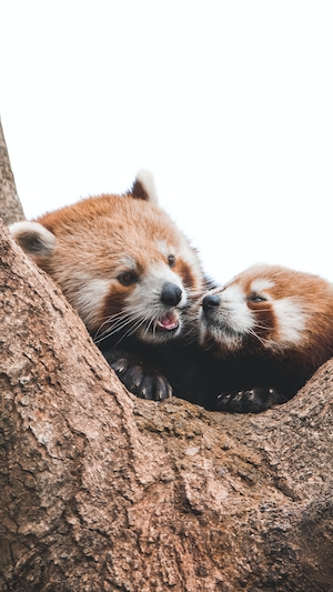 две красных панды сидят на дереве 