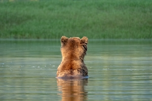 медведь гризли в воде, кадр со спины 