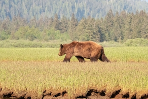 Медведь гризли в заповеднике медведей гризли, бурый медведь на поляне 