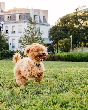 Возбужденный щенок гоняется за теннисным мячом в Вашингтоне, округ Колумбия